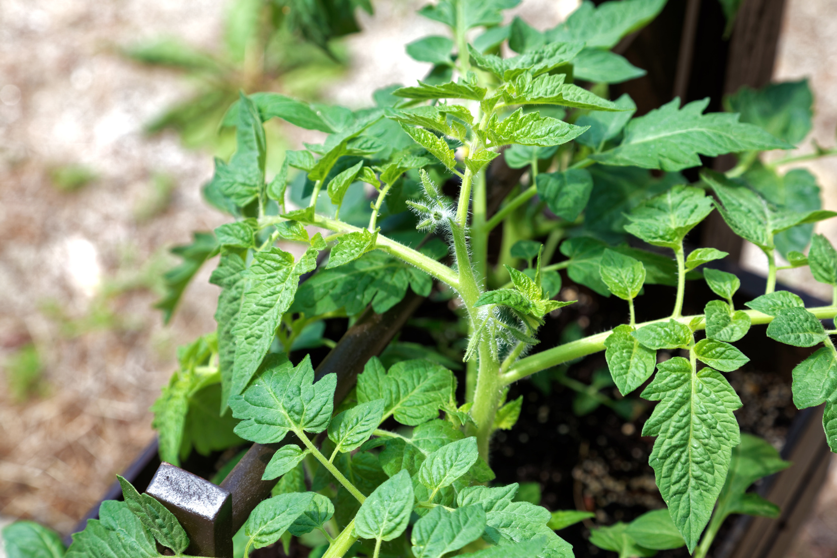 Healthy Young Tomato Plant